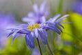 Blauwe anemoon, Apennine Windflower, Anemone apennina Royalty Free Stock Photo