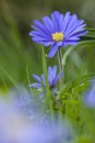 Blauwe anemoon, Apennine Windflower, Anemone apennina Royalty Free Stock Photo