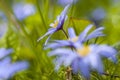 Blauwe anemoon, Apennine Windflower, Anemone apennina Royalty Free Stock Photo