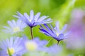 Blauwe anemoon, Apennine Windflower, Anemone apennina Royalty Free Stock Photo