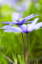 Blauwe anemoon, Apennine Windflower, Anemone apennina Royalty Free Stock Photo