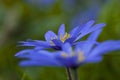 Blauwe anemoon, Apennine Windflower, Anemone apennina Royalty Free Stock Photo