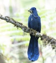 Blauwe Coua, Blue Coua, Coua caerulea Royalty Free Stock Photo