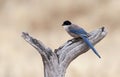 Blauwe Ekster, Azure-winged Magpie, Cyanopica cyanus Royalty Free Stock Photo