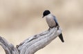 Blauwe Ekster, Azure-winged Magpie, Cyanopica; cyanus