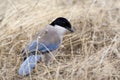 Blauwe Ekster, Azure-winged Magpie, Cyanopica; cyanus