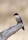 Blauwe Ekster, Azure-winged Magpie, Cyanopica; cyanus