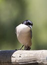 Blauwe Ekster, Azure-winged Magpie, Cyanopica; cyanus