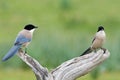 Blauwe Ekster, Azure-winged Magpie, Cyanopica cyanus Royalty Free Stock Photo