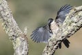 Blauwe Ekster, Iberian Magpie, Cyanopica cooki