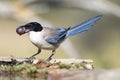 Blauwe Ekster, Iberian Magpie, Cyanopica cooki