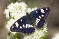 Blauwe ijsvogelvlinder, Southern White Admiral Royalty Free Stock Photo