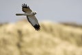 Blauwe Kiekendief, Hen Harrier, Circus cyaneus Royalty Free Stock Photo