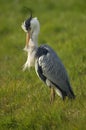 Blauwe reiger; Grey Heron; Ardea cinerea Royalty Free Stock Photo