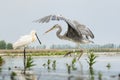 Blauwe Reiger, Grey Heron, Ardea cinerea / Lepelaar, Eurasian Sp Royalty Free Stock Photo