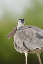 Blauwe Reiger, Grey Heron, Ardea cinerea Royalty Free Stock Photo