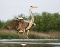 Blauwe Reiger, Grey Heron, Ardea cinerea