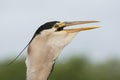 Blauwe Reiger, Grey Heron, Ardea cinerea Royalty Free Stock Photo