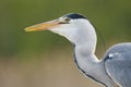 Blauwe Reiger, Grey Heron, Ardea cinerea Royalty Free Stock Photo