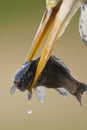 Blauwe Reiger, Grey Heron, Ardea cinerea Royalty Free Stock Photo