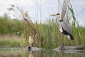 Blauwe Reiger, Grey Heron, Ardea cinerea