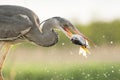 Blauwe Reiger, Grey Heron, Ardea cinerea Royalty Free Stock Photo