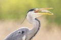 Blauwe Reiger, Grey Heron, Ardea cinerea