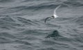 Blauwe Stormvogel, Blue Petrel, Halobaena caerulea Royalty Free Stock Photo