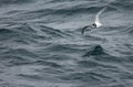 Blauwe Stormvogel, Blue Petrel, Halobaena caerulea Royalty Free Stock Photo