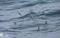 Blauwe Stormvogel en Antarctic Prion; Blue Petrel and Antarctic Royalty Free Stock Photo