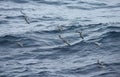 Blauwe Stormvogel en Antarctic Prion; Blue Petrel and Antarctic Royalty Free Stock Photo