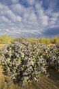 Blauwe Zeedistel, Sea Holly, Eryngium maritimum Royalty Free Stock Photo