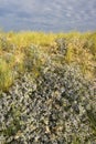 Blauwe Zeedistel, Sea Holly, Eryngium maritimum Royalty Free Stock Photo