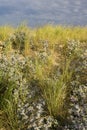 Blauwe Zeedistel, Sea Holly, Eryngium maritimum Royalty Free Stock Photo