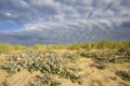 Blauwe Zeedistel, Sea Holly, Eryngium maritimum Royalty Free Stock Photo