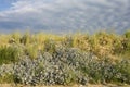 Blauwe Zeedistel, Sea Holly, Eryngium maritimum Royalty Free Stock Photo