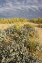 Blauwe Zeedistel, Sea Holly, Eryngium maritimum Royalty Free Stock Photo