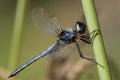 Blauwe zonlibel, Blue Basker, Urothemis edwardsii Royalty Free Stock Photo