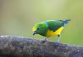 Blauwnekorganist, Blue-naped Chlorophonia, Chlorophonia cyanea