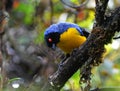 Blauwrugbergtangare, Hooded Mountain-Tanager, Buthraupis montana