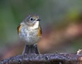 Blauwstaart, Red-flanked Bluetail, Tarsiger cyanurus Royalty Free Stock Photo