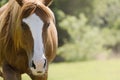 Purebred quarter horse mare closeup