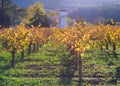 Blazing Autumn in Napa Valley Royalty Free Stock Photo