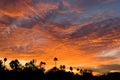 Blazing Colorful Arizona Sunset over Palm Trees Royalty Free Stock Photo