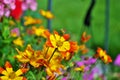 Blazing Fire bidens blooming in the garden yellow and orange pointed pedaled flower