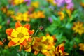 Blazing Fire bidens blooming in the garden yellow and orange pointed pedaled flower