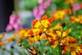 Blazing Fire bidens blooming in the garden yellow and orange pointed pedaled flower