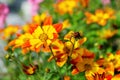 Blazing Fire bidens blooming in the garden yellow and orange pointed pedaled flower