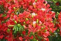 Blazing flame tree delonix regia flowers