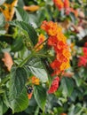 Blazing Orange Lantana Flower Royalty Free Stock Photo